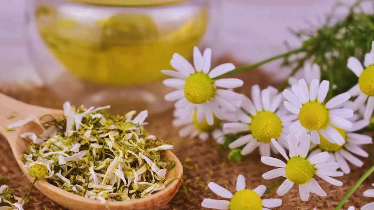 Classic Chamomile Tea