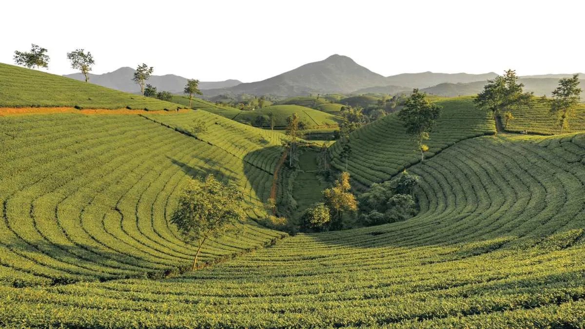 Tea from Munnar