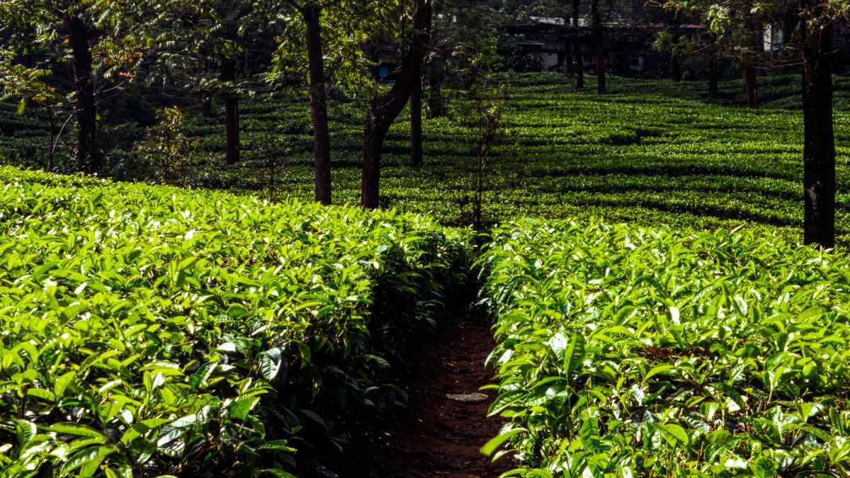 Tea Plants